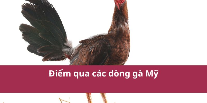 Các Dòng Gà Mỹ Phổ Biến: Sức Mạnh và Kỹ Thuật Cao Nhất 2025 2 Các Dòng Gà Mỹ Phổ Biến: Sức Mạnh và Kỹ Thuật Cao Nhất 2025