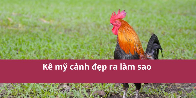 Các Dòng Gà Mỹ Phổ Biến: Sức Mạnh và Kỹ Thuật Cao Nhất 2025 3 Các Dòng Gà Mỹ Phổ Biến: Sức Mạnh và Kỹ Thuật Cao Nhất 2025