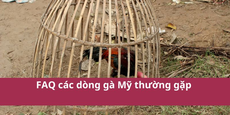 Các Dòng Gà Mỹ Phổ Biến: Sức Mạnh và Kỹ Thuật Cao Nhất 2025 4 Các Dòng Gà Mỹ Phổ Biến: Sức Mạnh và Kỹ Thuật Cao Nhất 2025