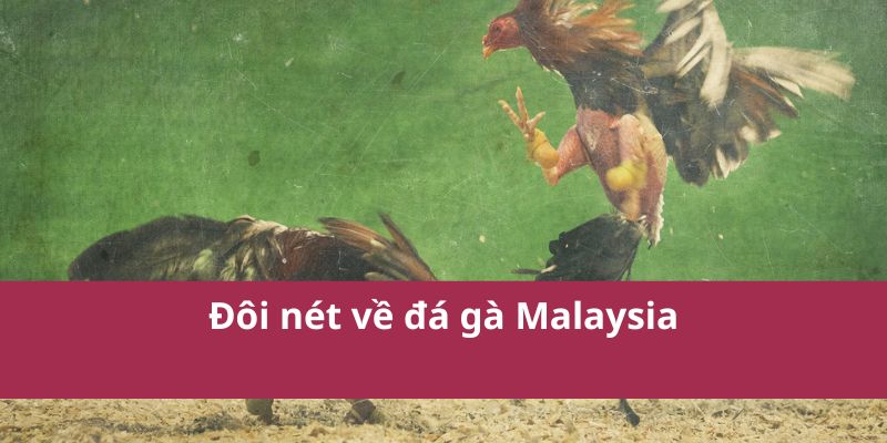Đá Gà Malaysia: Hướng Dẫn Cá Cược và Kinh Nghiệm Chơi 2 Đá Gà Malaysia: Hướng Dẫn Cá Cược và Kinh Nghiệm Chơi